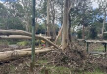 Delayed storm debris collection begins
