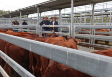 Santa steers hit $1,290