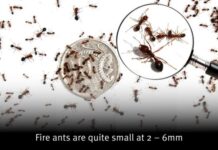 Fire ants unfunded