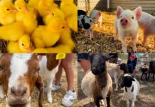 Holiday fun on the farm