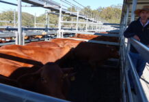 Droughtmasters hit $2075